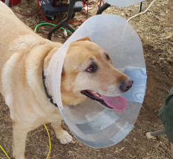Someone's dog